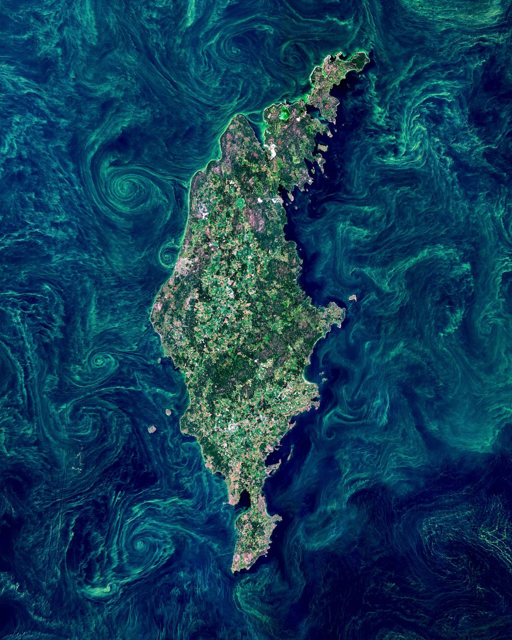 Gotland Algae Bloom - custom framed artwork