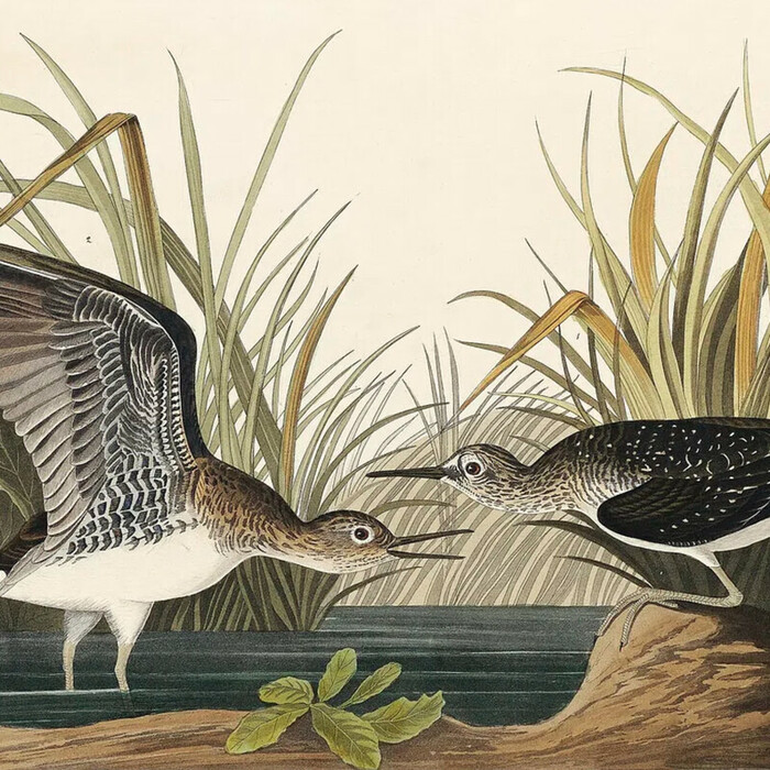 Birds of America - custom framed artwork