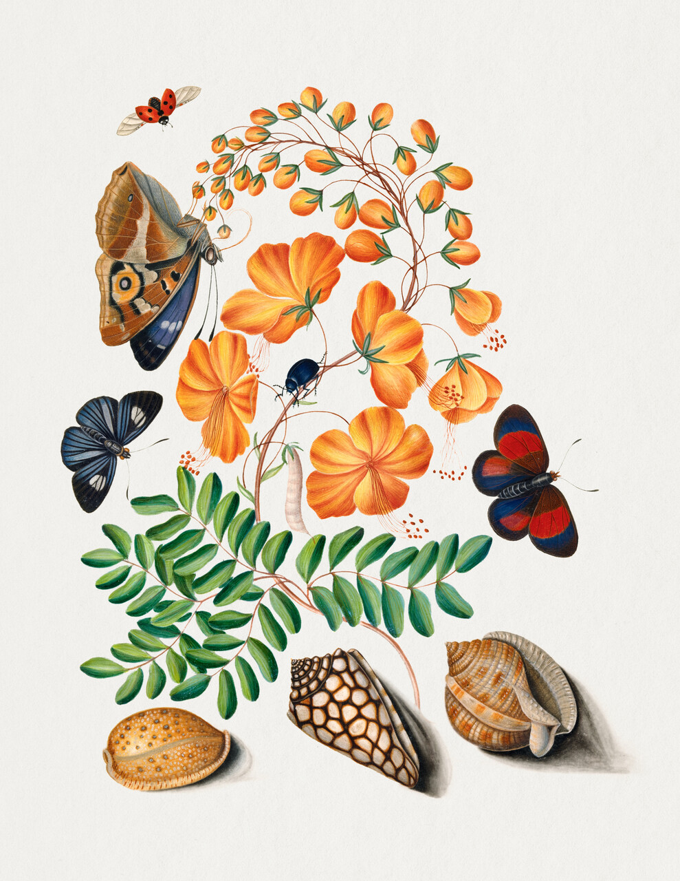 Caesalpinoid Legume, Blackburn's Earth Boring Beetle, Seven Spotted Ladybird Beetle, Purple Emperor And Shells - custom framed artwork