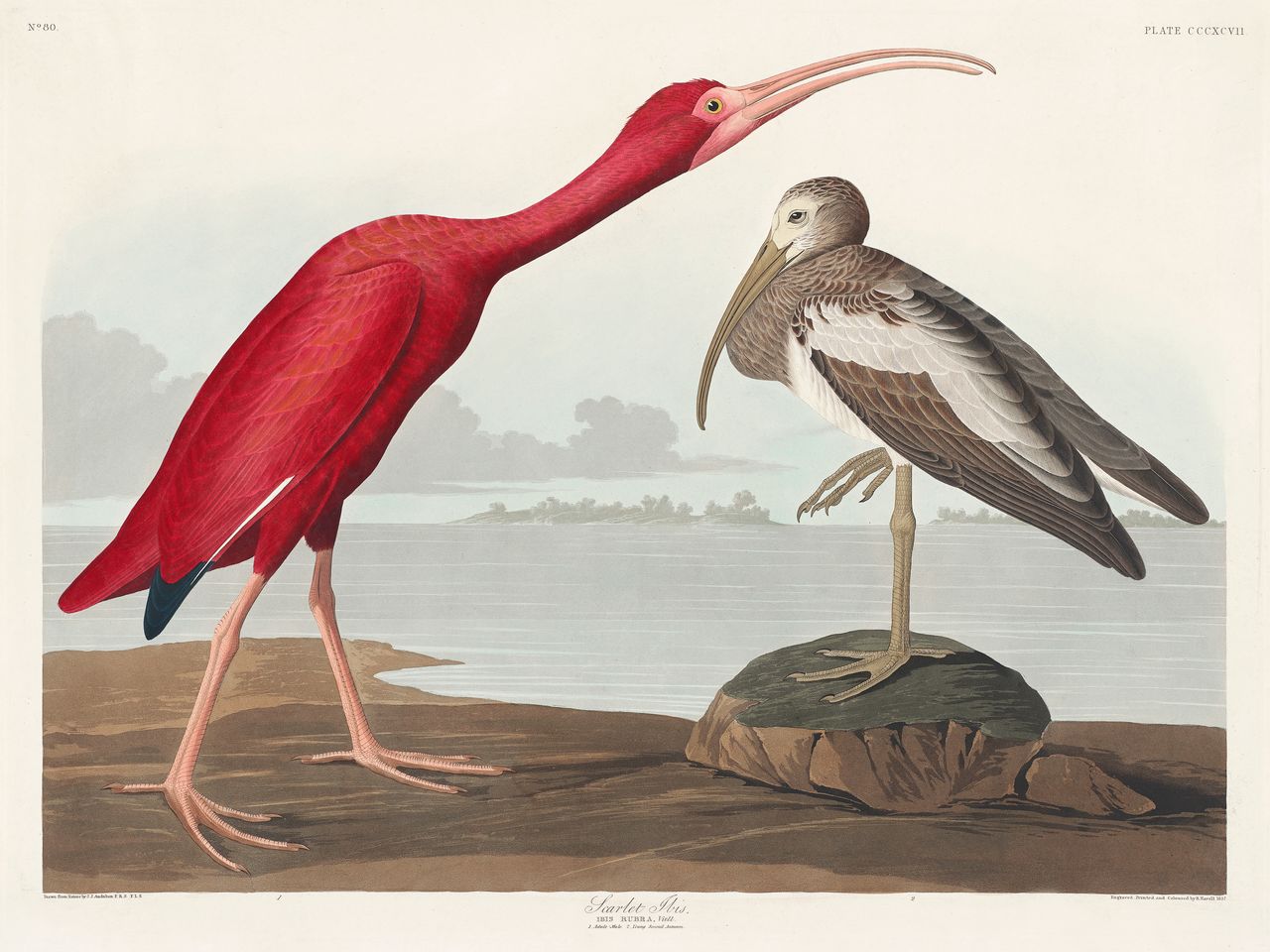 Scarlet Ibis - custom framed artwork