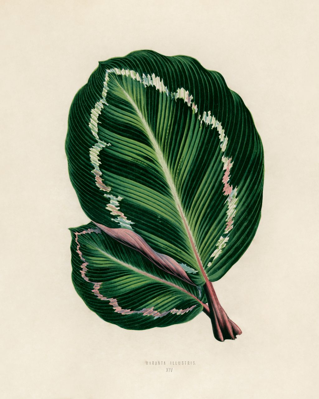 Rose Painted Calathea - custom framed artwork
