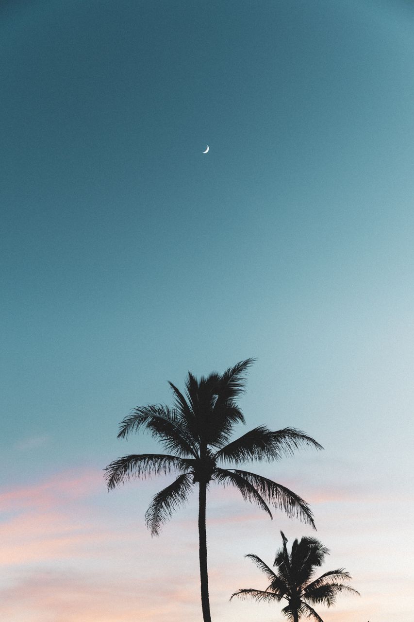 Maui Palm - custom framed artwork