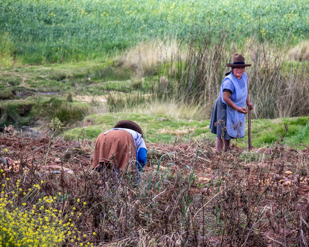 Potato Farming - custom framed artwork
