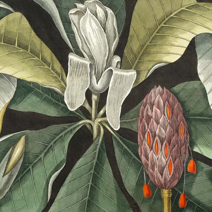 Botanical Illustrations - custom framed artwork