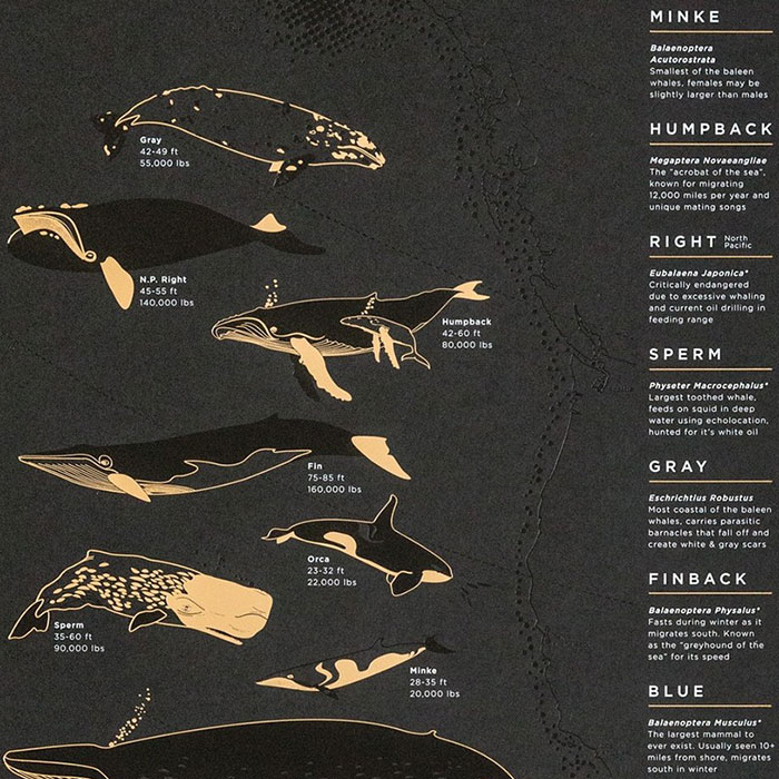 Artwork from Young America Creative. Framed print by Level Frames