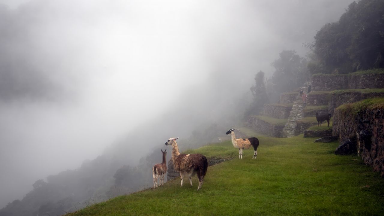 The Mystique of Machu Picchu 3 - custom framed artwork