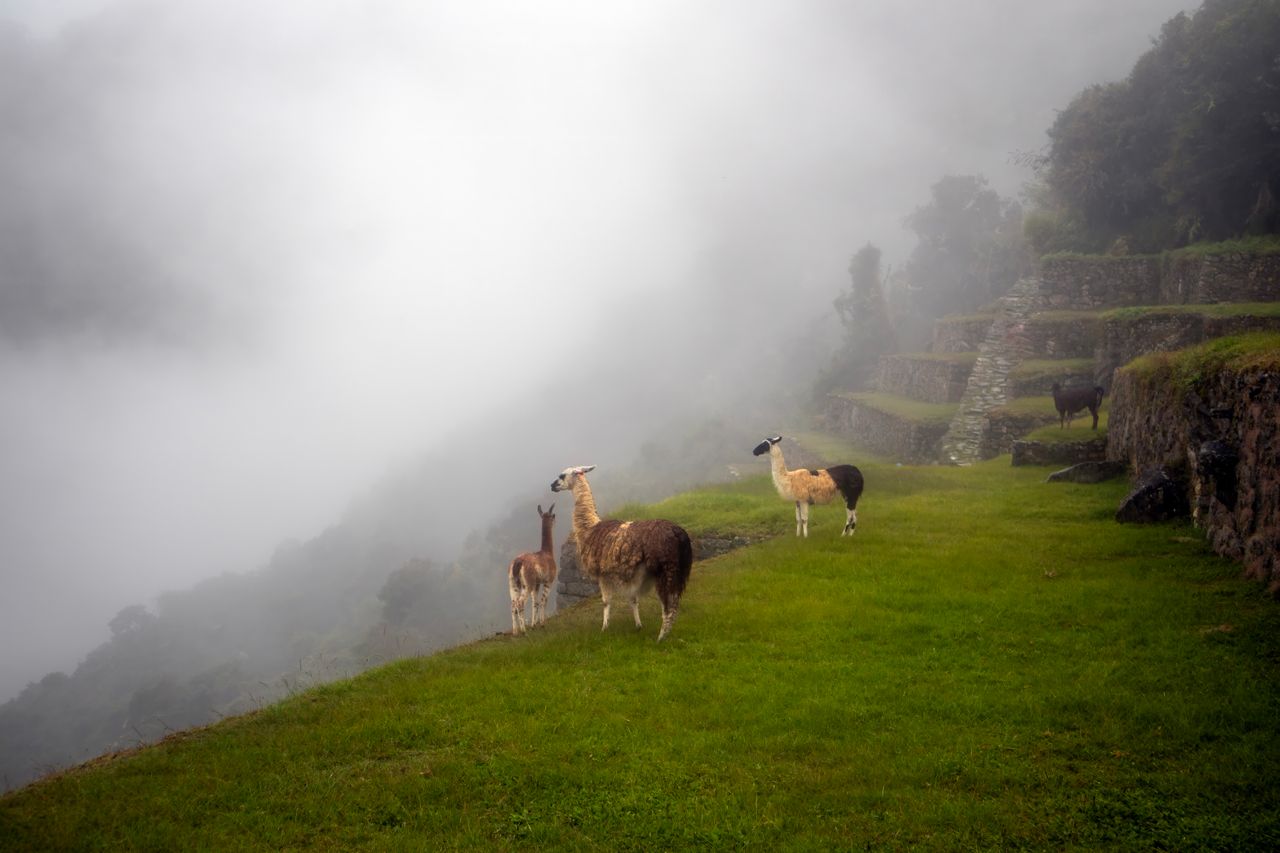 The Mystique of Machu Picchu 1 - custom framed artwork